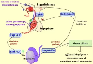 L-axe-hypothalamus-–-hypophyse-testicule