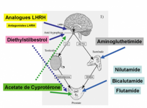 Sites d’action de l’hormonothérapie des cancers de prostate