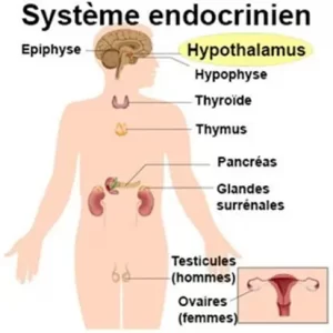 Systeme endocrinien
