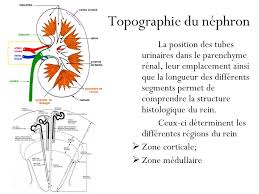 Topographie du nephron du rein