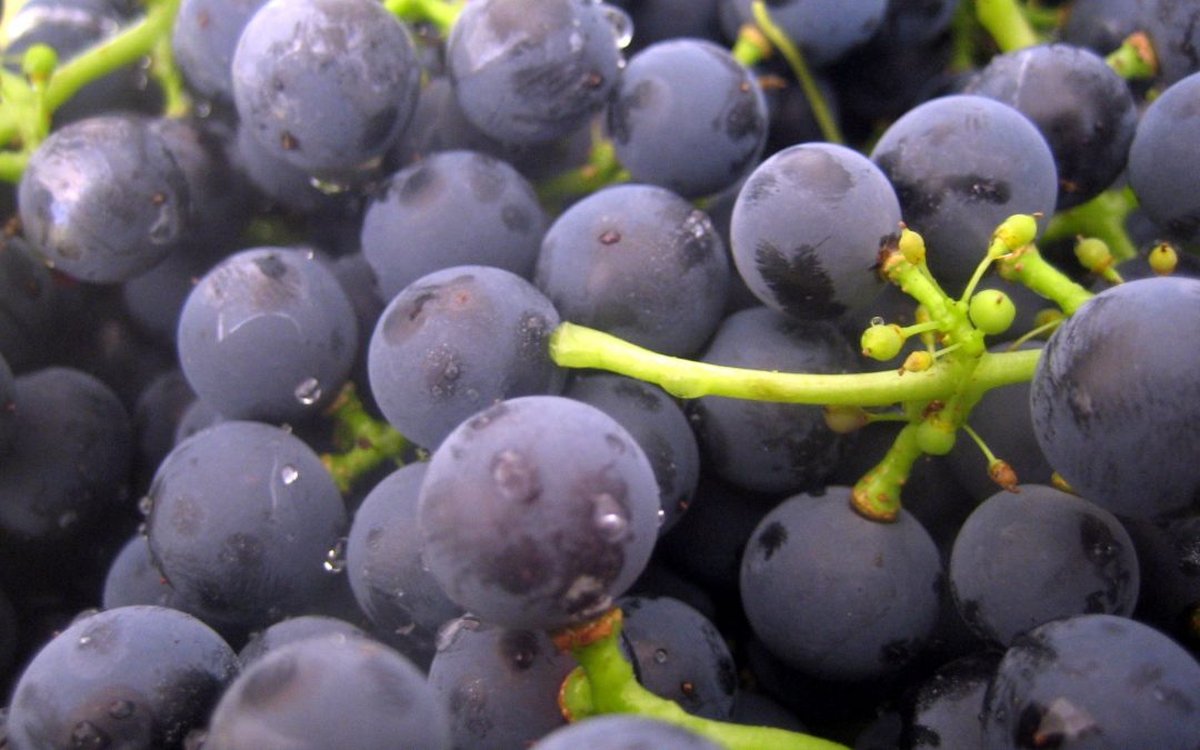 Cancer de la prostate : au coeur du pépin de raisin
