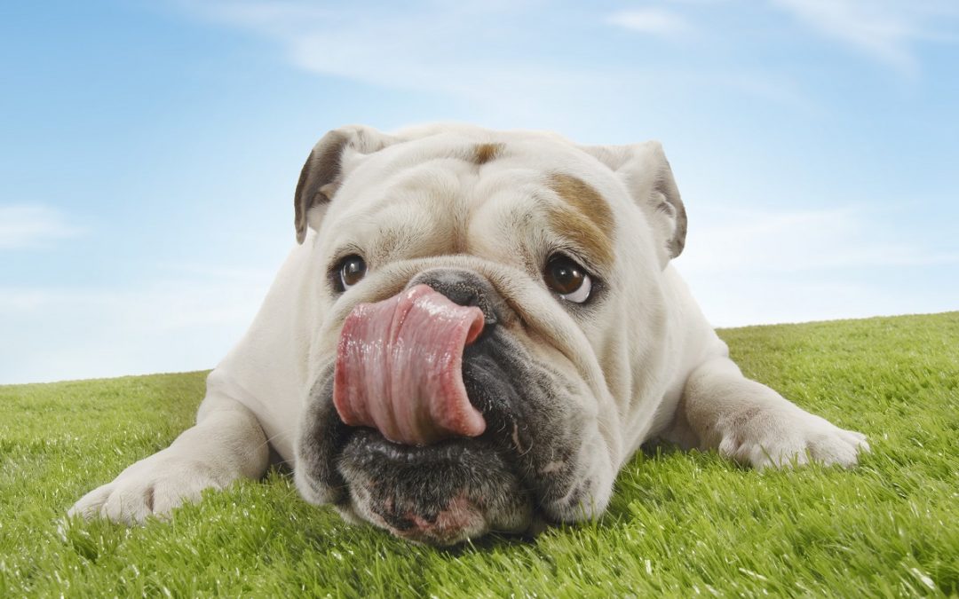 Cancer de la prostate : le chien toujours aussi étonnant