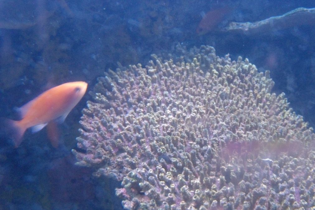 Cancer de la prostate – Un nouveau traitement issu de bactéries des fonds marins