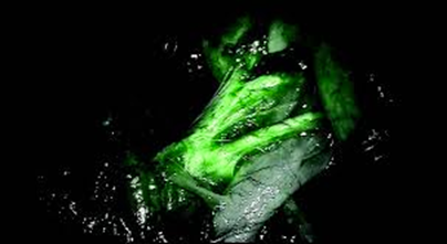 Firefly Fluorescence ImagingSystem