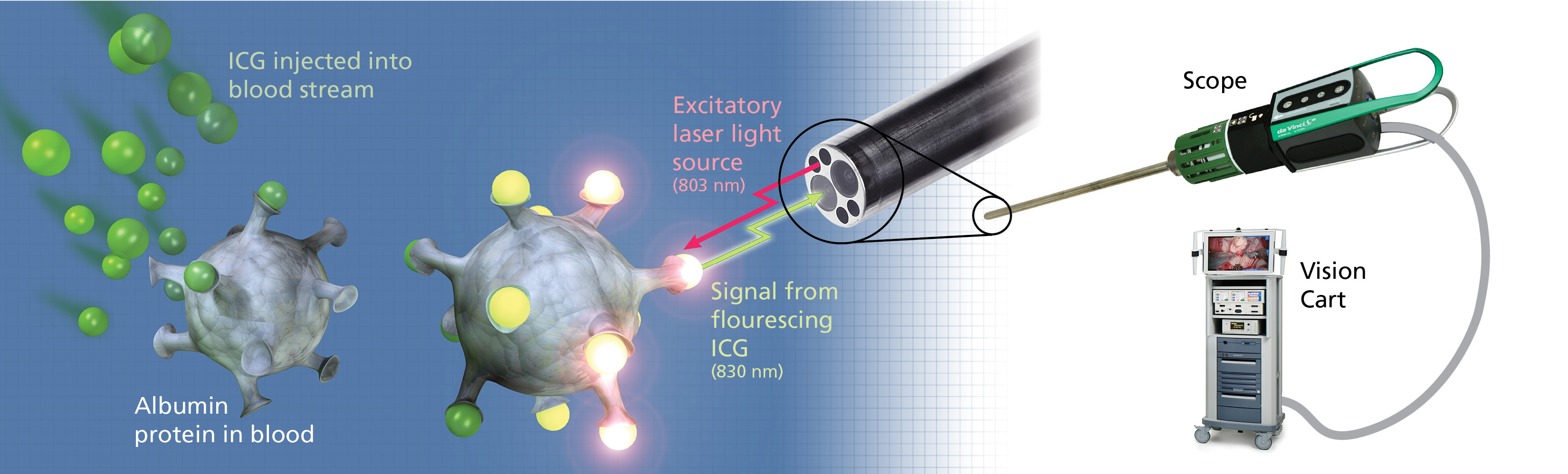 ICG_fluorescence