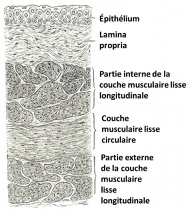 La paroi de la vessie et ses couches