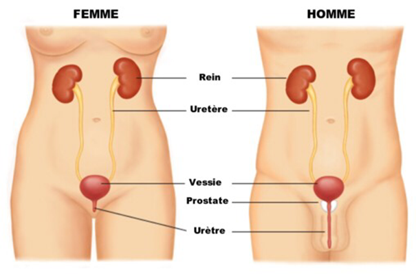 Schéma Vessie Homme femme