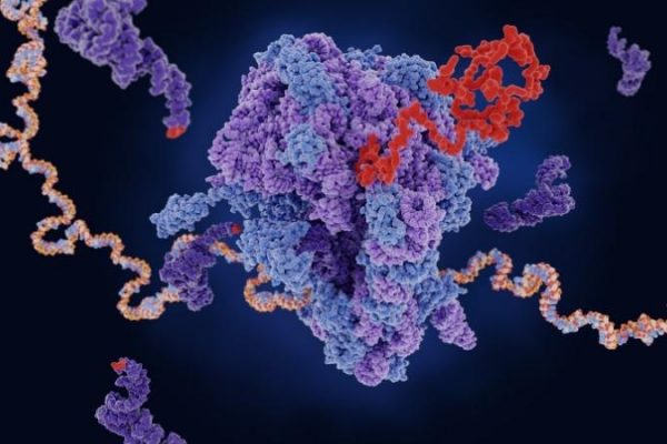 Cancer de la prostate et technologie ARN : un espoir pour les traitements