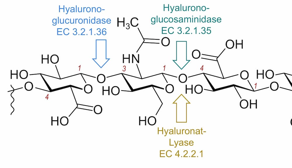 Schéma de dégradation de l’acide hyaluronique, source : Wikimedia Commons (auteur : Benff).